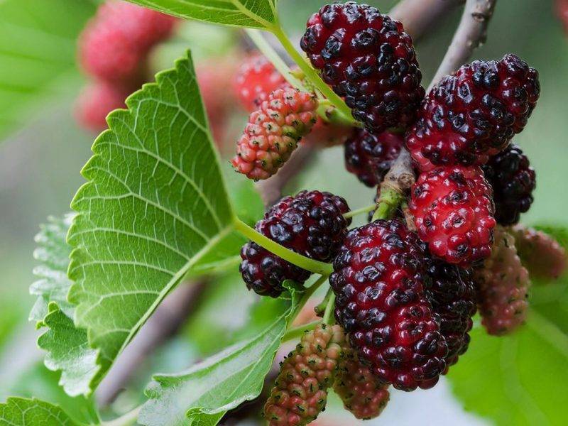 Шелковица купить саженцы из питомнике в Элисте