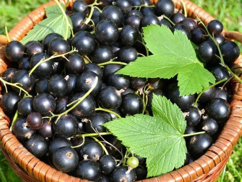 Смородина купить саженцы из питомника в Элисте