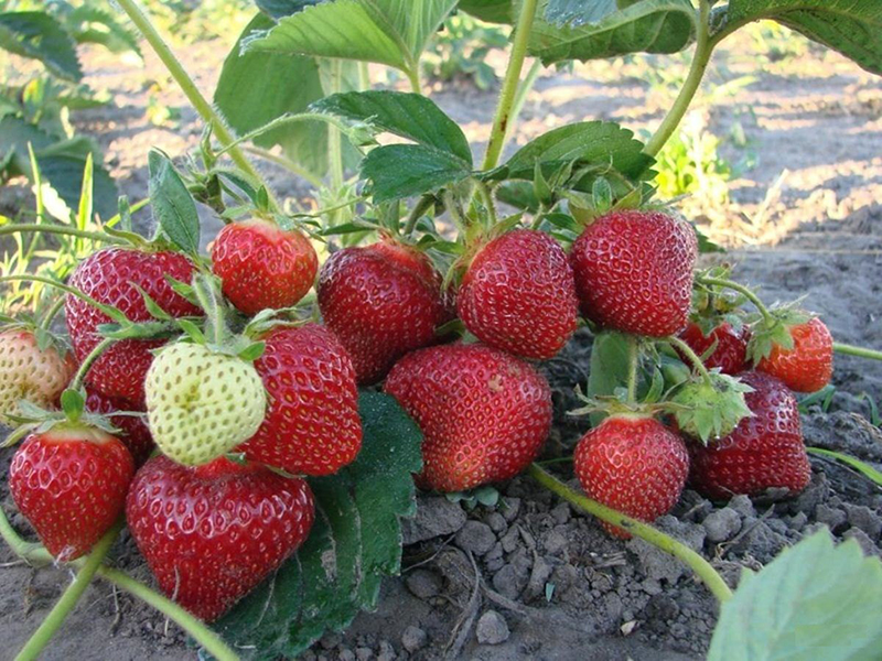 Клубника купить саженцы из питомника в Элисте