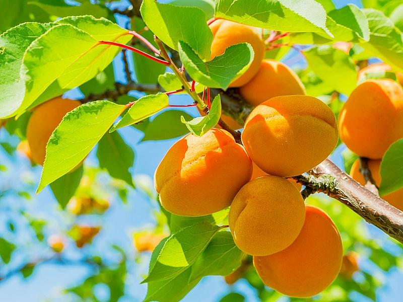Абрикос купить саженцы из питомнике в Элисте