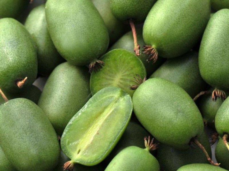 Актинидия купить саженцы из питомнике в Элисте