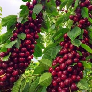 Черешня "ХЕЛЕНА"