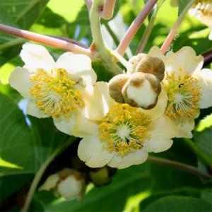 Киви Матуа