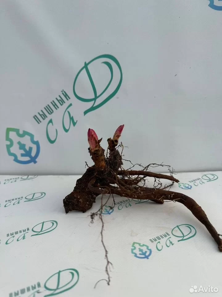 Пион "САЛМОН ГЛОРИ"