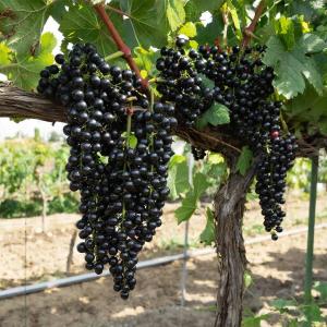 Виноград "БАГИРА"